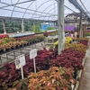 Babe's Blossoms gallery