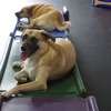 Digs Dog Care gallery