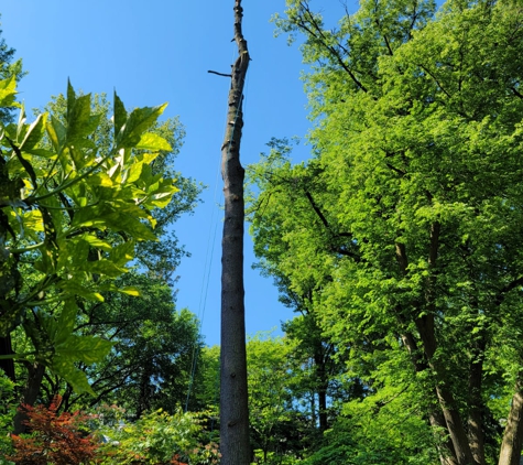 Contreras Tree Cut - Glen Burnie, MD