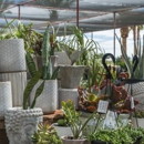 Desert Horizon Nursery - Wholesale Plants & Flowers