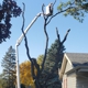 Rg Tree Service