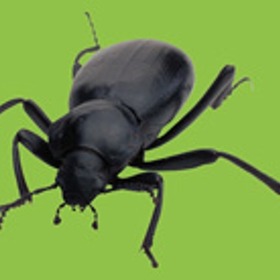 Drewery's Termite & Pest Control LLC - Oxford, MS