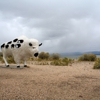 Antelope Island State Park gallery