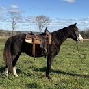 New England Horse Company