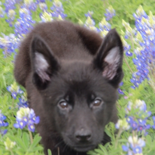 German Shepherds of Texas - San Antonio, TX. Female available as of April 1 2014