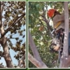 Tom Day Tree Service gallery
