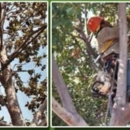 Tom Day Tree Service - Stump Removal & Grinding