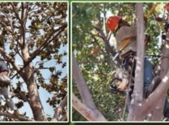 Tom Day Tree Service - Upland, CA