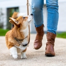 Jimmy's Dog Training & Walker - Pet Training