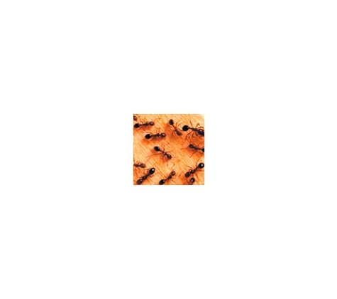 All Year Pest Solutions