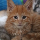 Wildirises Maine Coons