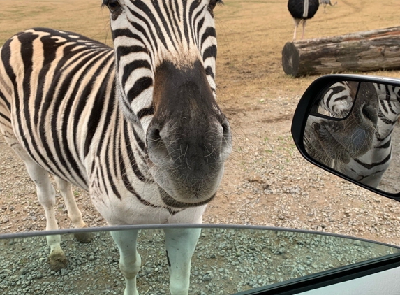 Tennessee Safari Park - Alamo, TN