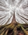 Project NatureConnect - Community Organizations