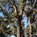 De La Cruz Tree Service