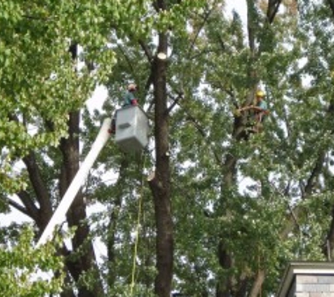 Evergreen Tree Service