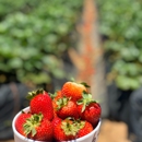 Carlsbad Strawberry Company - Recreation Centers