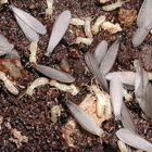 Arab Termite & Pest Control