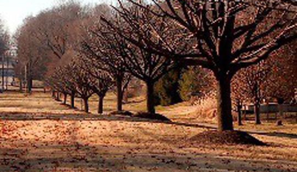 Jimmy's Tree Service - Greenwood, IN