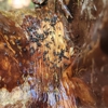 All Out Pest Control gallery