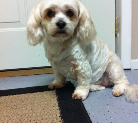 Spunky Dogs Groomery - Afton, OK