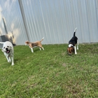 K9 Clubhouse Dog Day Care The Woodlands