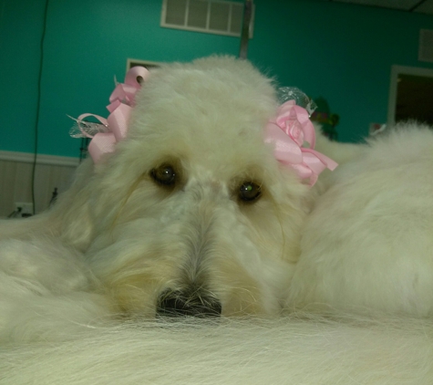 Polly's Pet Grooming - Dunedin, FL