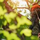 Splintered Forest Tree Services - Tree Service