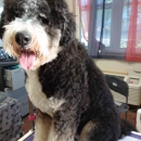Dandy Dog Pet Parlor