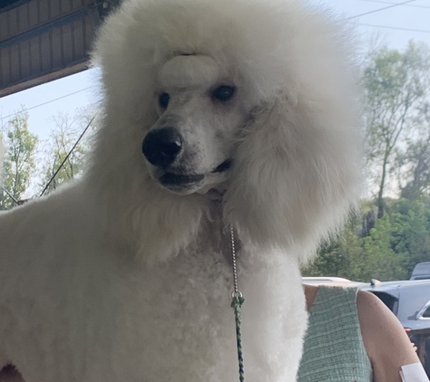 Cobb Animal Clinic PA - Greensboro, NC. Brodie, champion Standard poodle