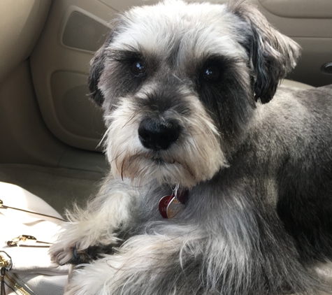 Joan's Perfect Paws Pet Salon - Freeport, FL. Happy Schnauzer!!