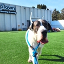 PupTown - Dog Day Care