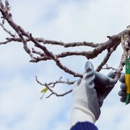Above and Beyond Services - Tree Service