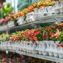 Mahoney's Garden Center - Brighton - Garden Centers