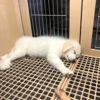 Petland gallery