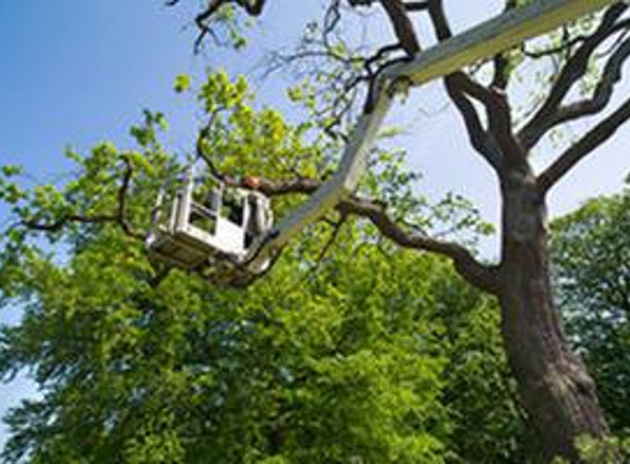 Green Forest Tree Service - Golden, CO