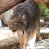 Alaska Wildlife Conservation Center gallery