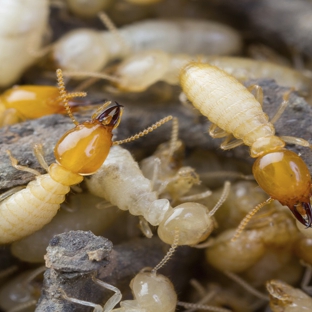 SureSafe Pest Management - Walkervale, QLD. Protect Home Investments With Professional Termite Control