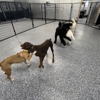 Your Dog's Best Days gallery