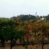 Lone Madrone Winery gallery