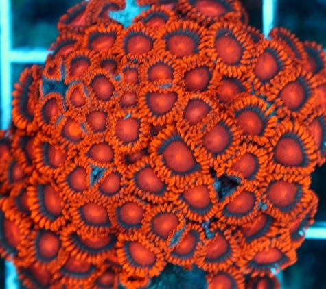 TCCorals Aquarium Service - Vero Beach, FL