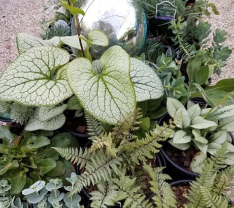 Shady Acres Perennial Nursery - New Berlin, WI