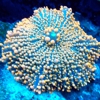 Blue Star Aquatics gallery