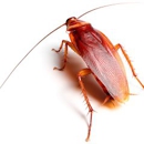 TNT Pest Control Service - Pest Control Services