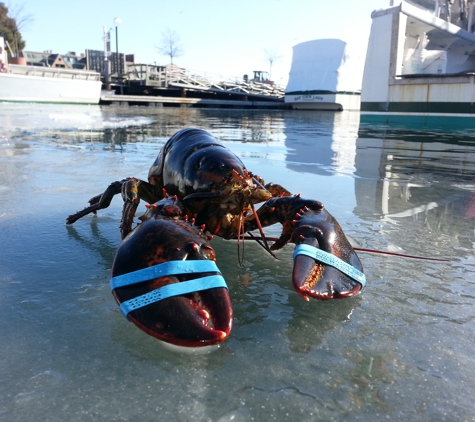Maine Lobster Now - South Portland, ME