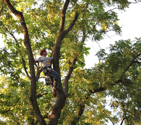 Green America Tree & Landscaping - Henderson, NV