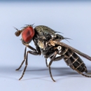 RAM Pest Control - Pest Control Equipment & Supplies