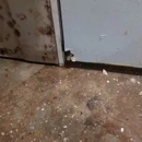 Truly Nolen - Pest Control Services