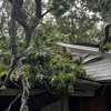 Frady Tree Care gallery