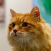 VCA Dublin Animal Hospital gallery