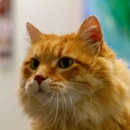 VCA Dublin Animal Hospital - Pet Services